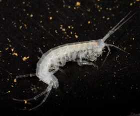 Niphargus aquilex, Rickford Farm Cave